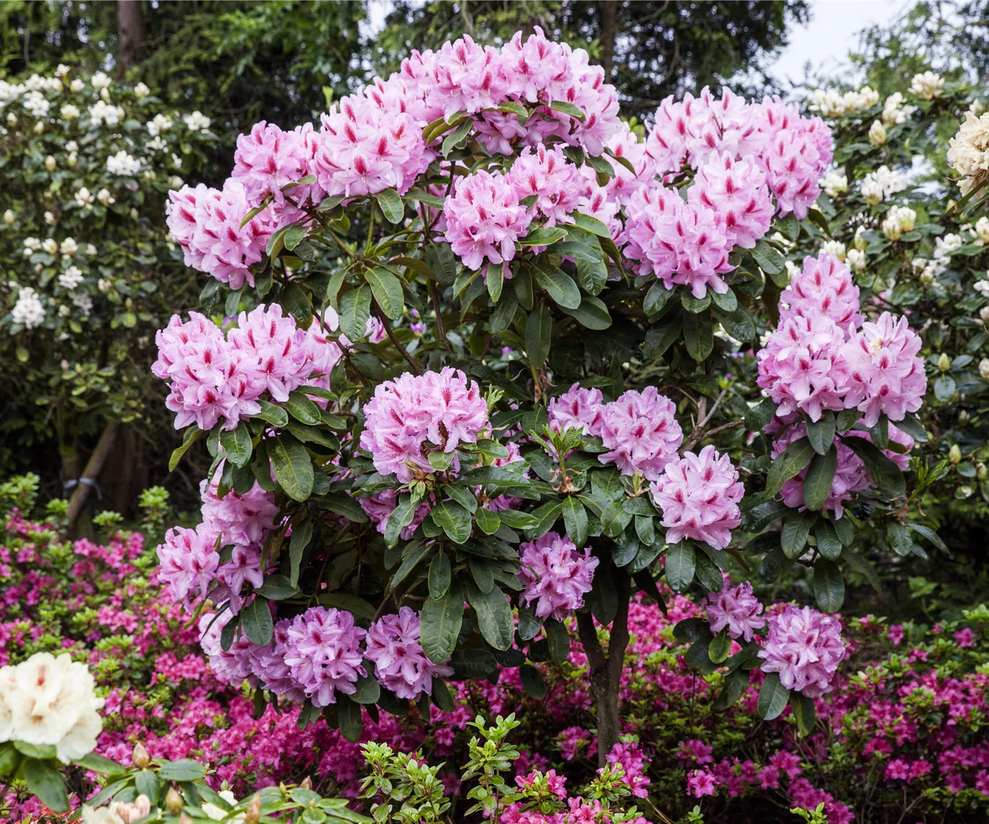 Schwarze Knospen am Rhododendron