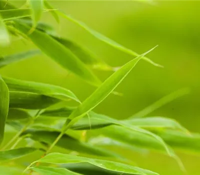 Bambus: prächtiges Gras aus Asien