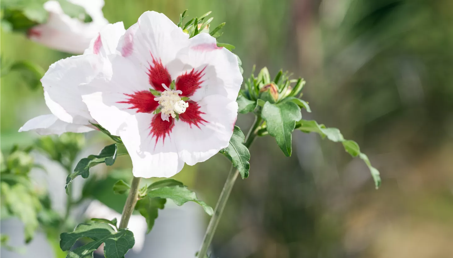 Hibiscus syriacus, weiß-rot (GS584812.jpg)