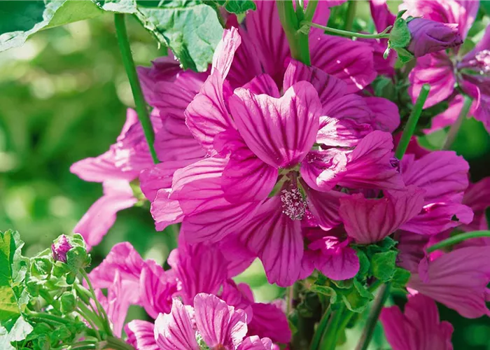 1A Garten Öller Ihr Gartencenter aus dem niederbayrischen Ortenburg