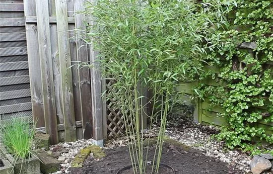 Bambus - Einpflanzen im Garten