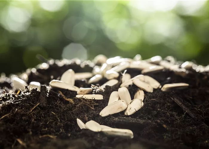 Sämereien richtig gewinnen