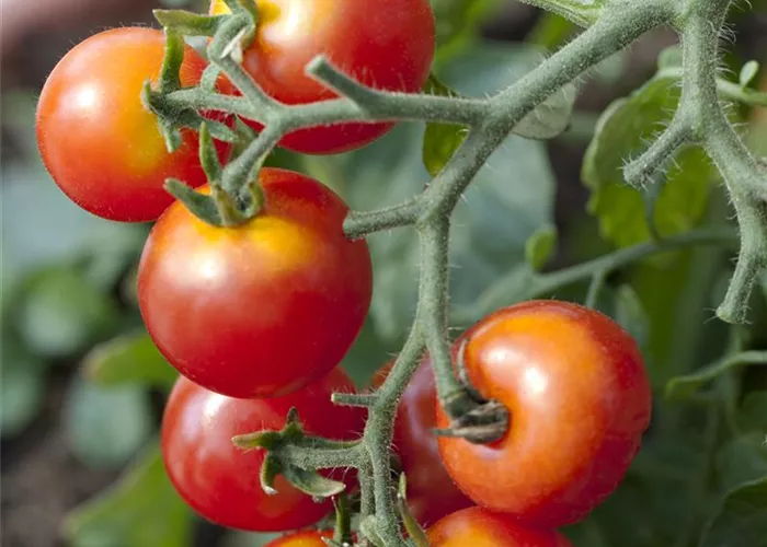 Platzende Tomaten