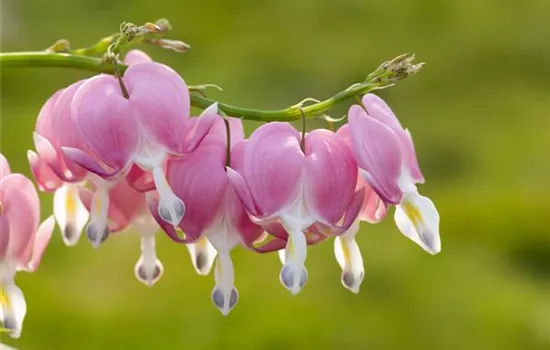 Pflanzen, die dauerhaft für einen schönen Anblick sorgen Pflanzen, die dauerhaft für einen schönen Anblick sorgen