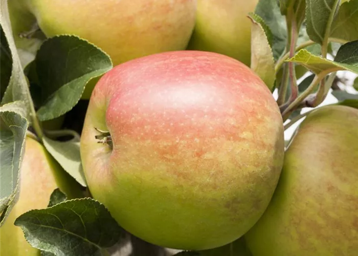 Schorfige Äpfel sind nicht giftig