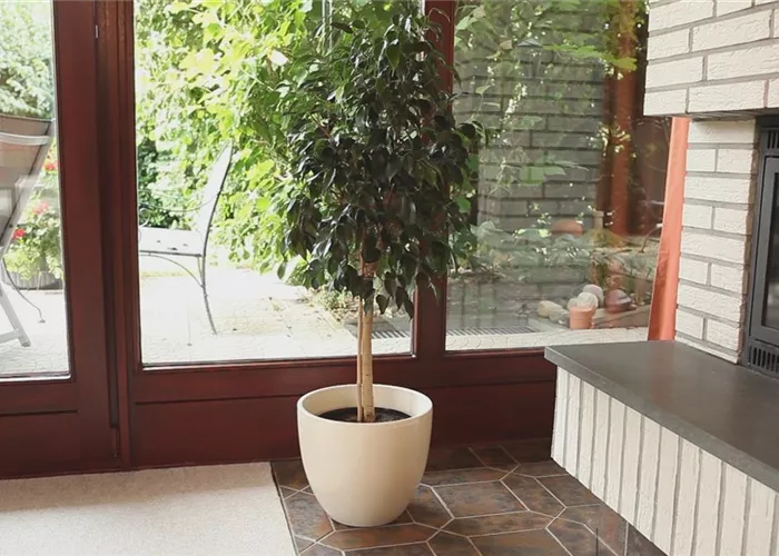 Birkenfeige - Einpflanzen in ein Gefäß