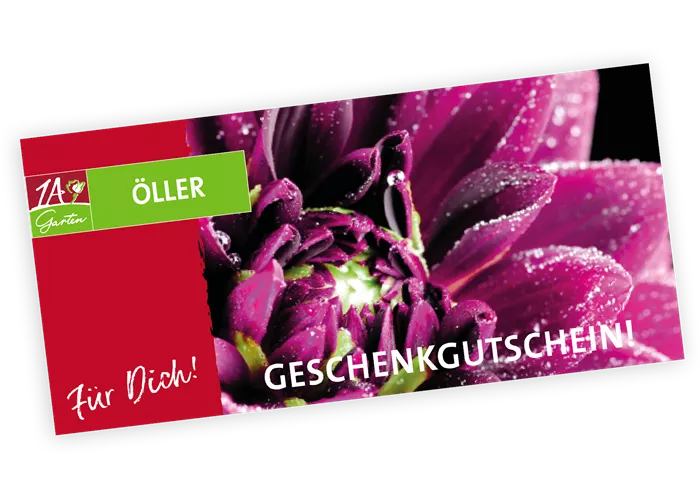 Gutschein Dahlie