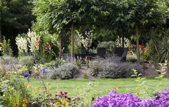 Stauden teilen I Stauden teilen I