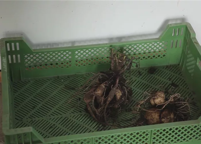 Dahlie - Überwintern Dahlie - Überwintern