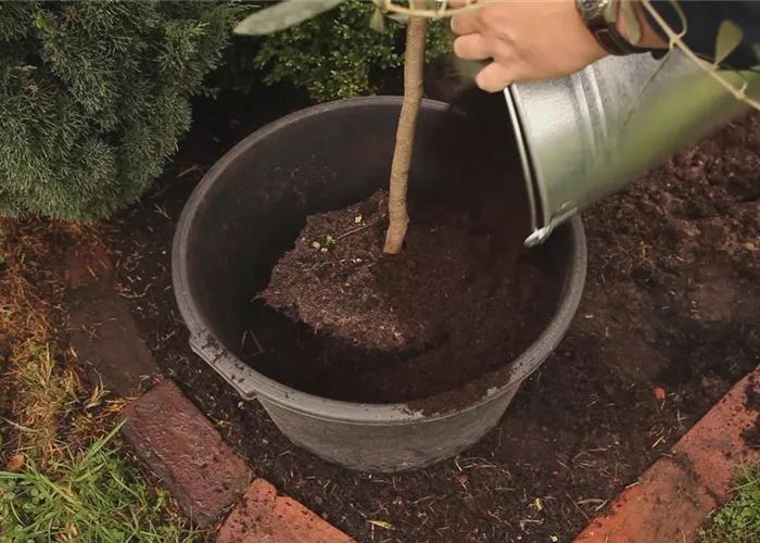 Olivenbaum - Überwintern Olivenbaum - Überwintern