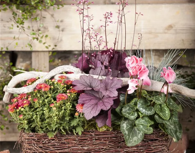 Heuchera