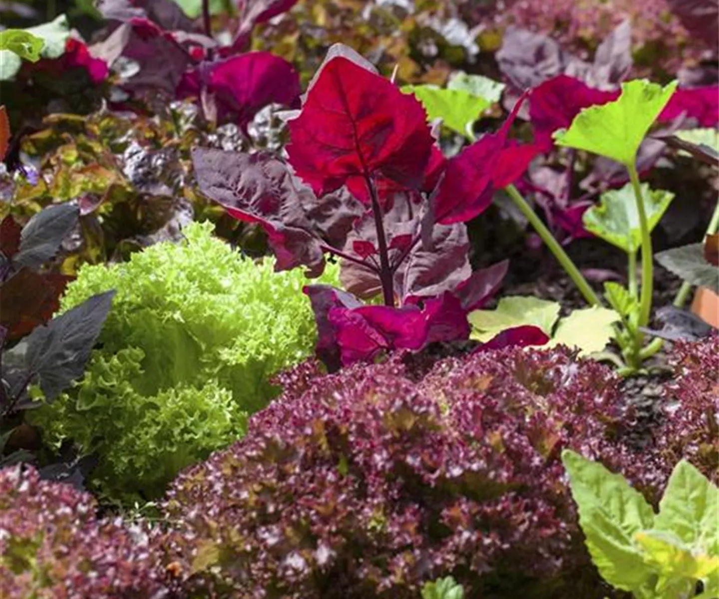 Frisches und leckeres Gemüse aus dem Gemüsegarten