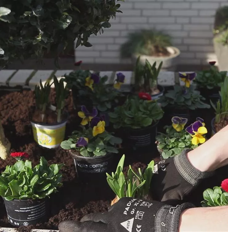 Blumenkasten - Frühlingshafte Bepflanzung