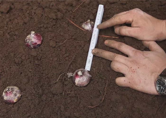 Hyazinthen - Blumenzwiebeln einpflanzen Hyazinthen - Blumenzwiebeln einpflanzen