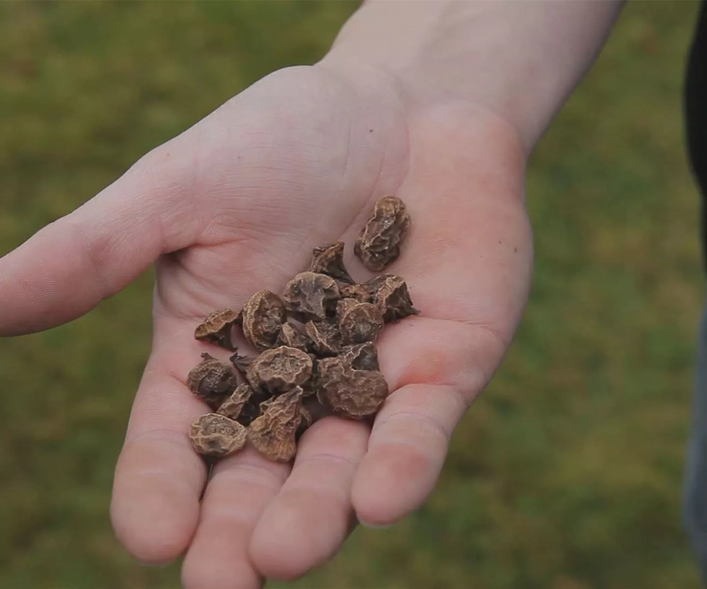 Anemonen - Blumenzwiebeln einpflanzen