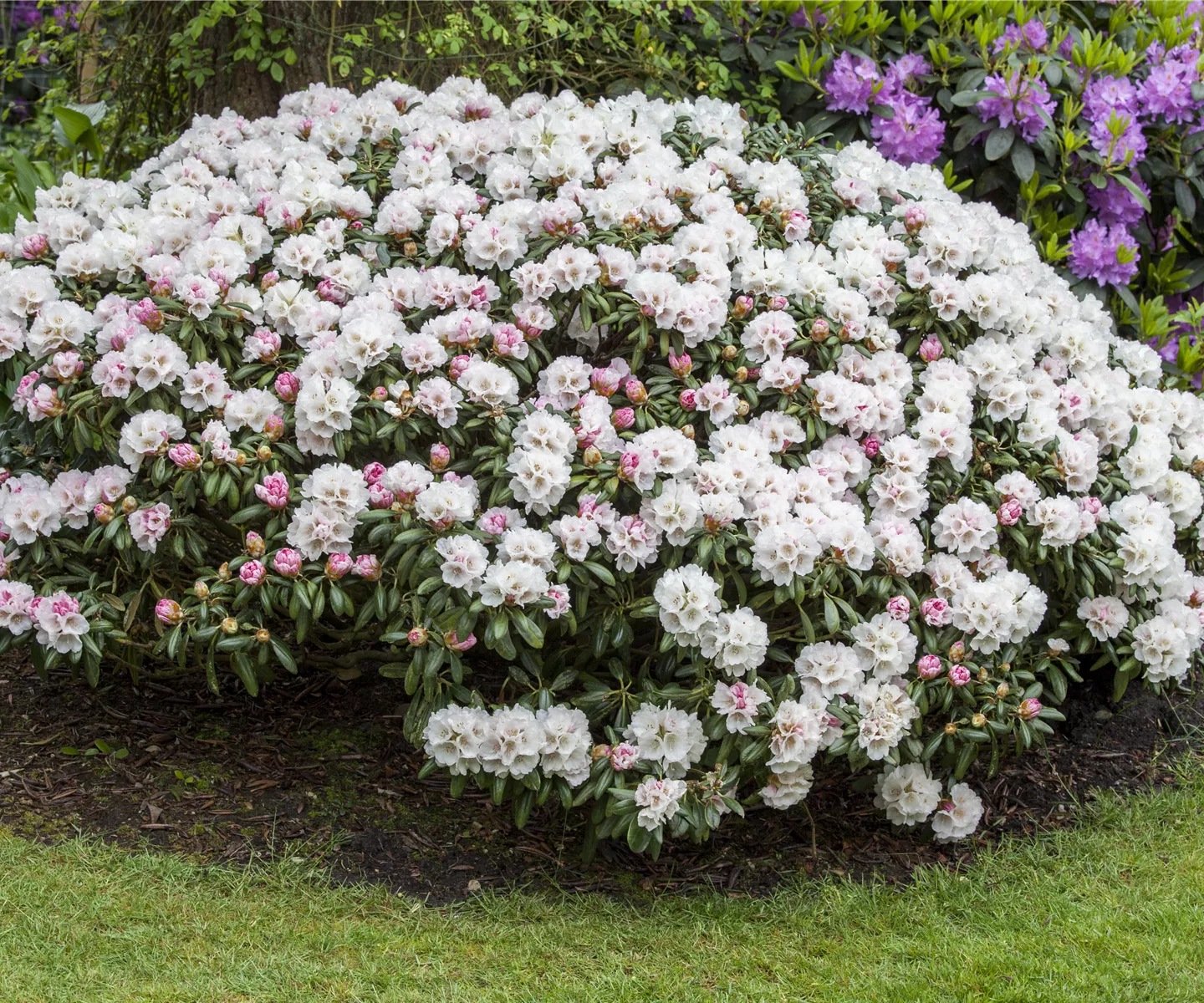 Büsche in Form bringen