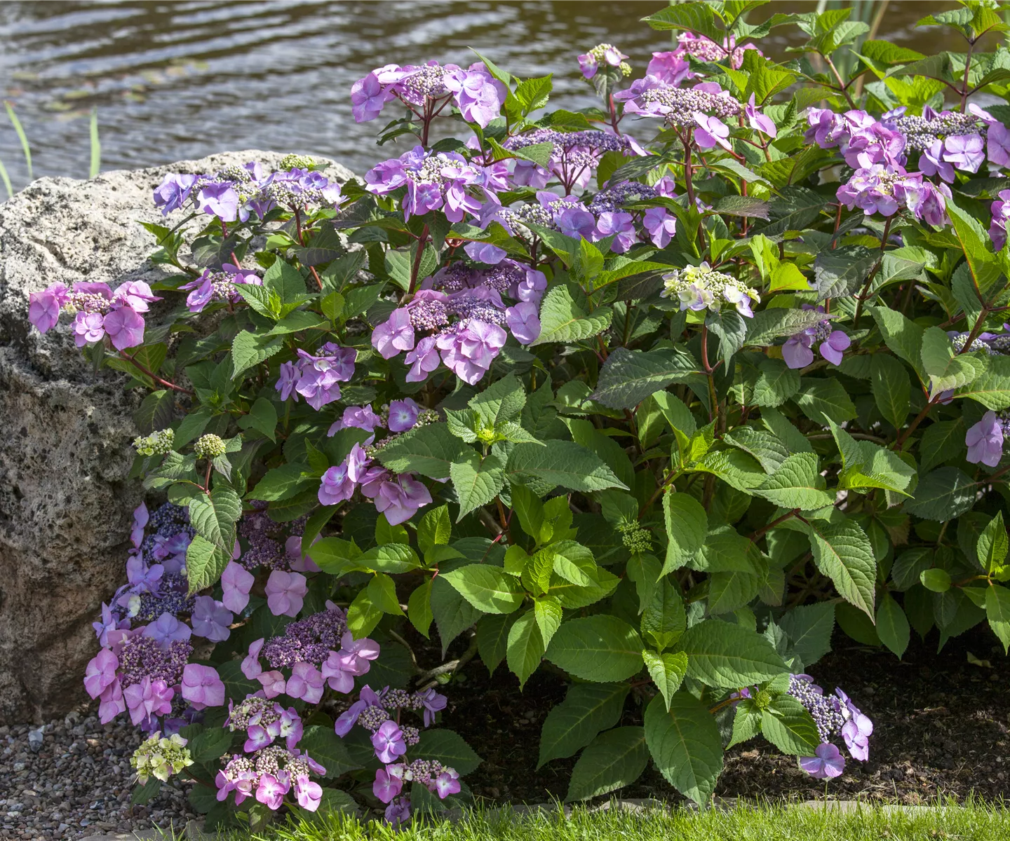 Alte Blütenstände entfernen