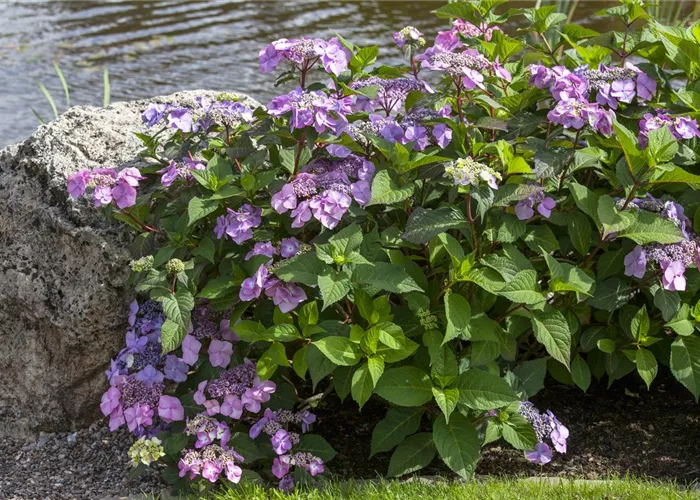 Alte Blütenstände entfernen