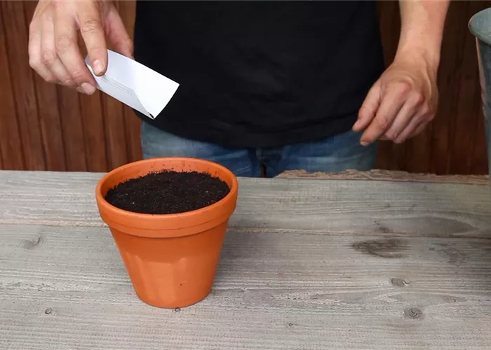 Oregano - Aussäen von Samen