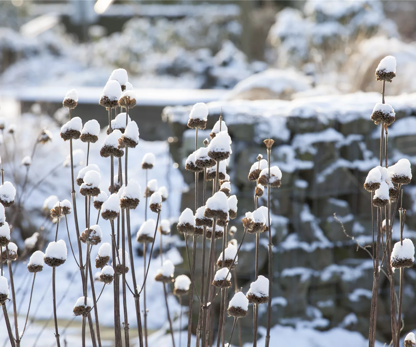 Stauden vor Frost schützen