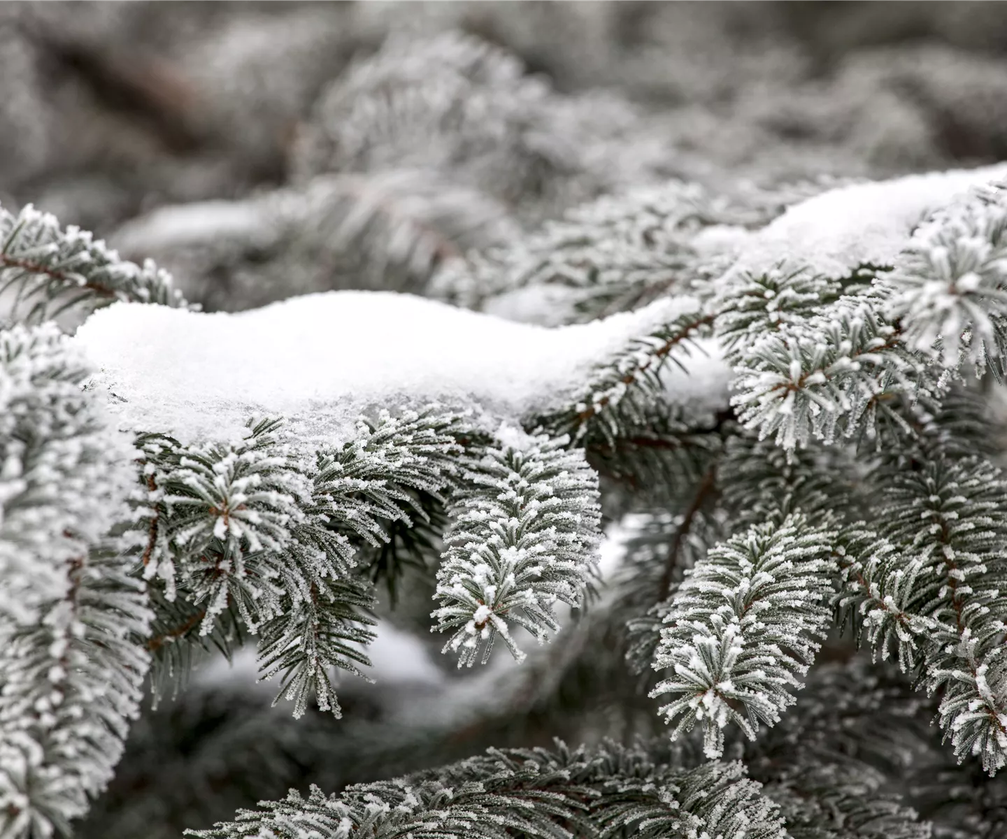 Schnee im Garten: damit die weiße Pracht nicht zur Last wird