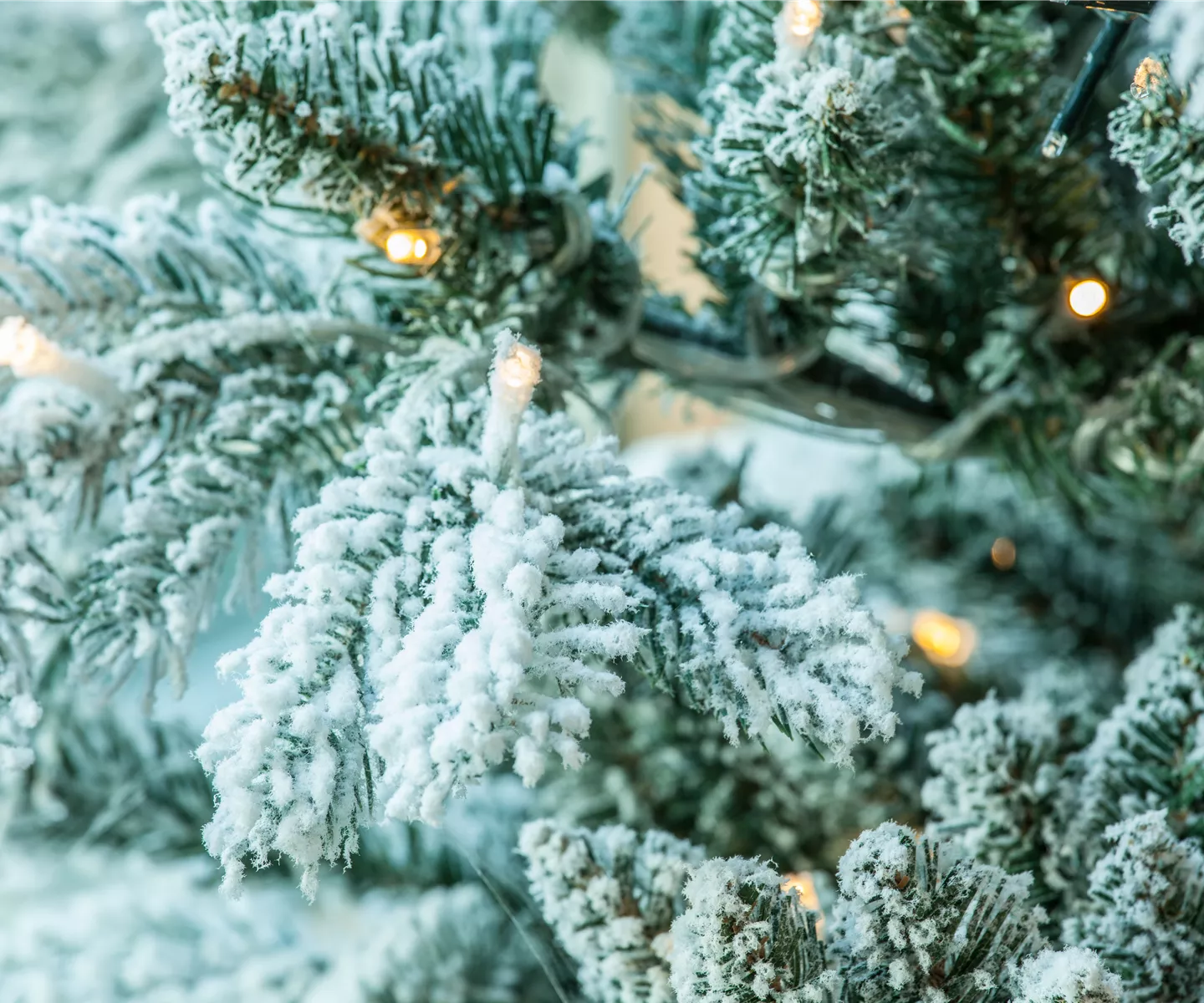 Weihnachtsbaum als Rosenschutz