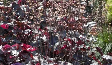 Zum Vergrößern klicken Bildvorschau