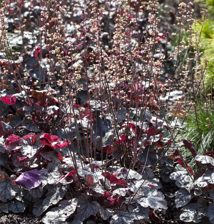Kleinblütiges Silberglöckchen Kleinblütiges Silberglöckchen