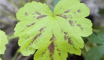 Zum Vergrößern klicken Bildvorschau