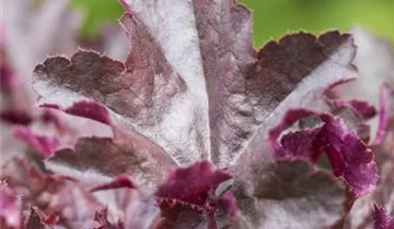 Zum Vergrößern klicken Bildvorschau