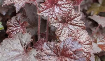 Zum Vergrößern klicken Bildvorschau