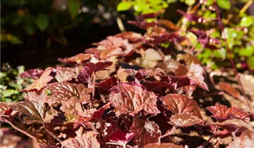 Zum Vergrößern klicken Bildvorschau