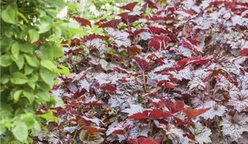 Zum Vergrößern klicken Bildvorschau