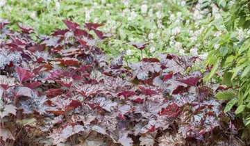 Zum Vergrößern klicken Bildvorschau