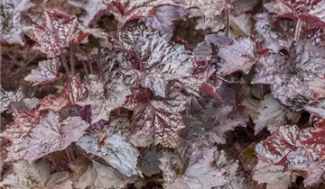 Zum Vergrößern klicken Bildvorschau