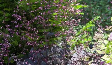 Zum Vergrößern klicken Bildvorschau