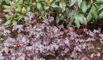 Zum Vergrößern klicken Bildvorschau