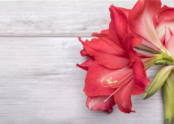 Amaryllis weiterpflegen Amaryllis weiterpflegen