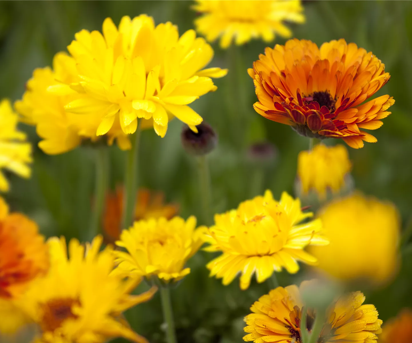 Blumen direkt aussäen