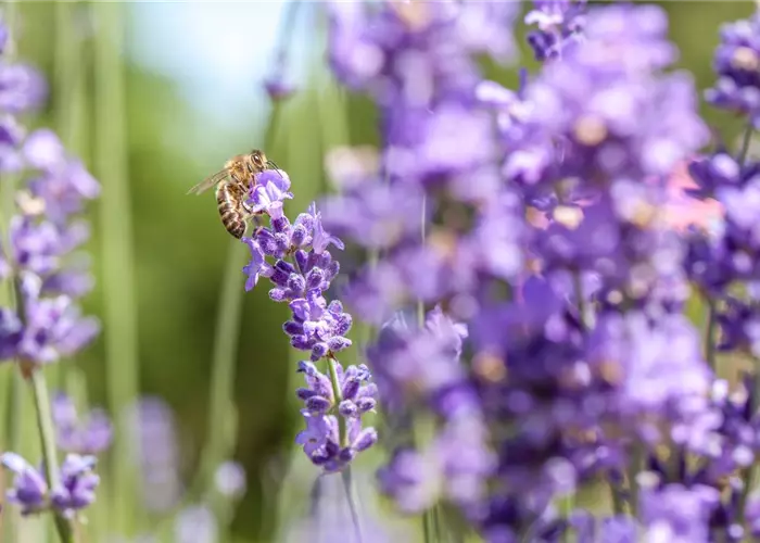 Lavendel, seine vielseitige Anwendung und Pflegehinweise