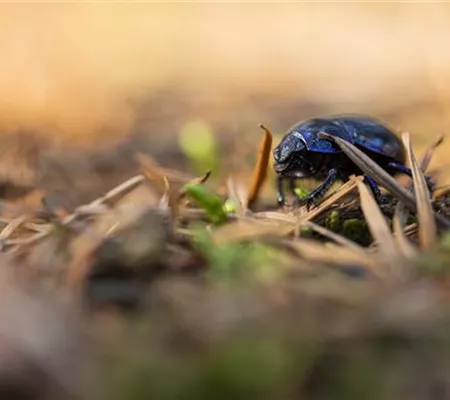 Ökologisch gärtnern