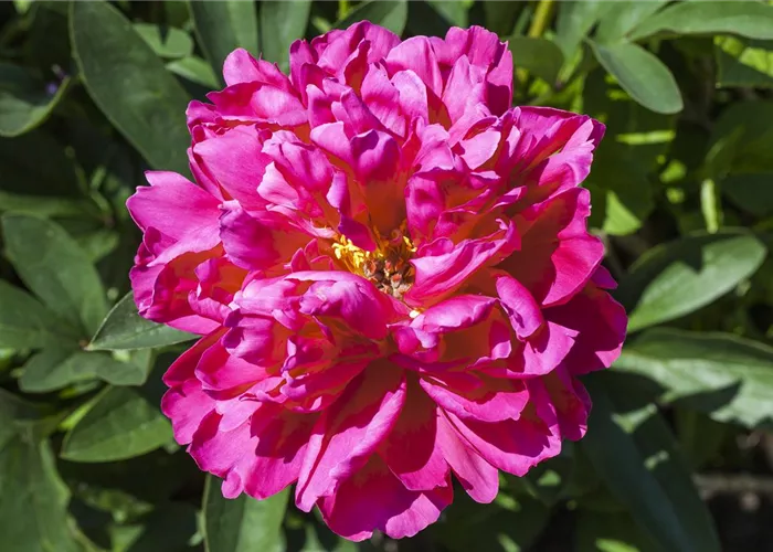 Strauch-Päonien pflanzen Strauch-Päonien pflanzen