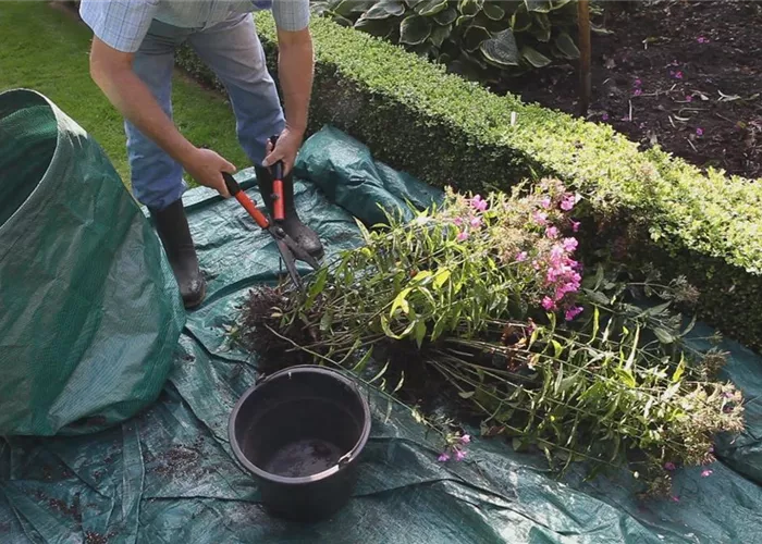 Phlox - Teilen und Vermehren Phlox - Teilen und Vermehren