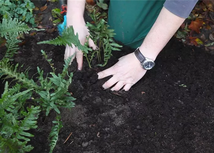Farn - Teilen und Vermehren Farn - Teilen und Vermehren