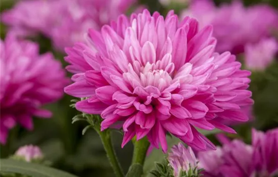 Astern – Die Stars in Ihrem Garten Astern – Die Stars in Ihrem Garten