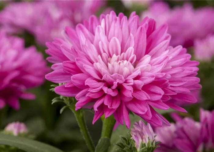 Astern – Die Stars in Ihrem Garten