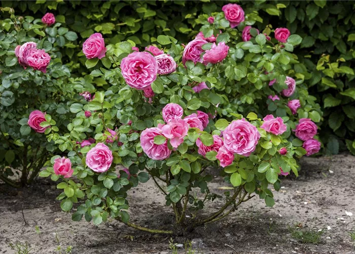 Der Oktober – Pflanzzeit für Rosen